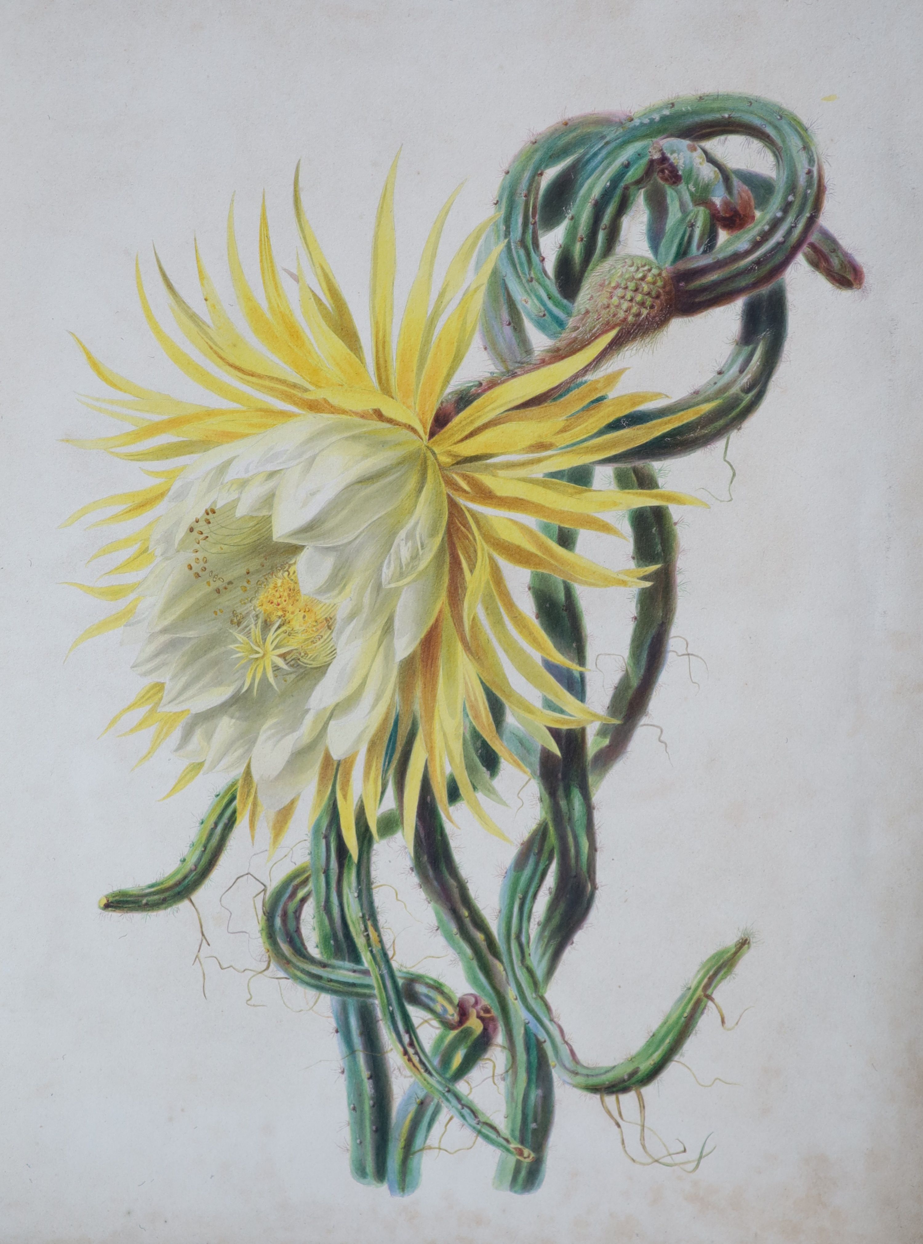 Gertrude Hadenfeldt (1907-1938), Folio of illustrations, Watercolour, Largest 51 x 44 cm